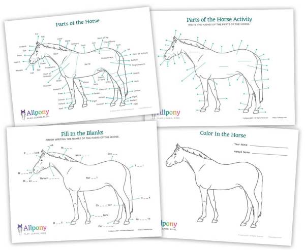 parts of the horse activity