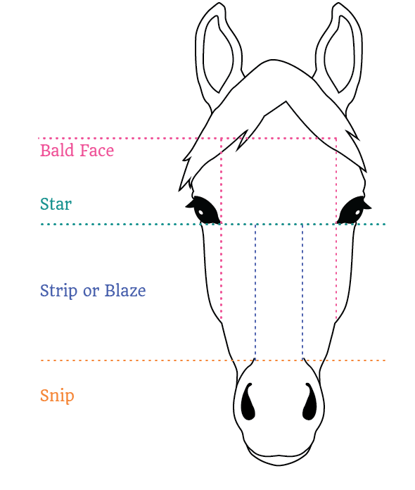 BaldFaceIconLoRes Bald Face Icon