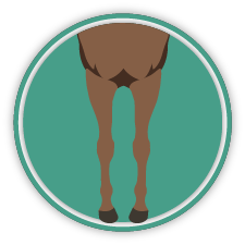 HorseConformationIconWeb Conformation icon